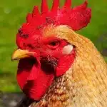 Rooster Sounds Morning Alarm